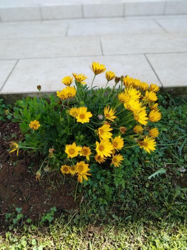 Apartman Ulika