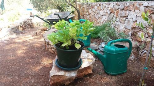 Apartmani Melem