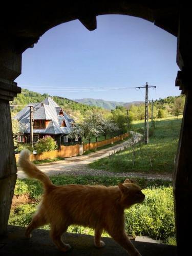 Apartamento Valea Vinului Suite