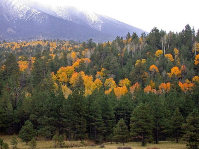 Elden Trails Bed And Breakfast