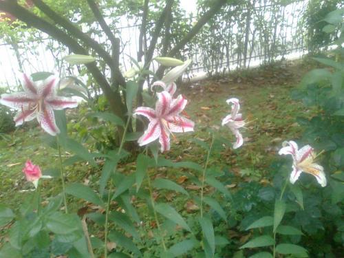 Le Magnolie B&B