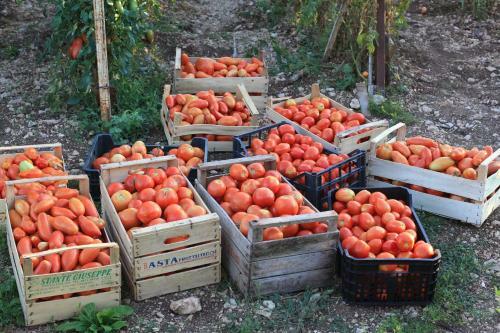 Bed & Breakfast Fattoria La Tana Della Volpe