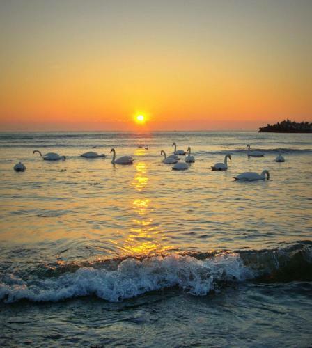 Hostal Vila Levent Mangalia