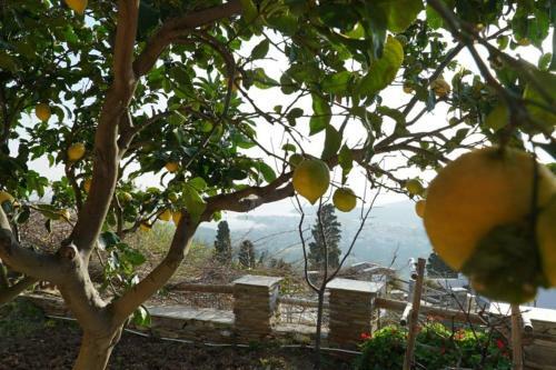 Alba Andros Traditional Villa - 1