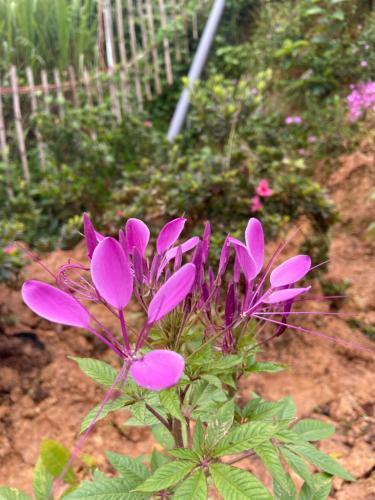 ?� L?t Sunshine Garden