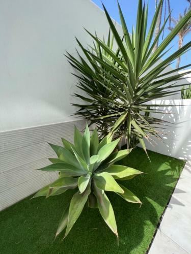 Corralejo Bristol Terrace Apartment