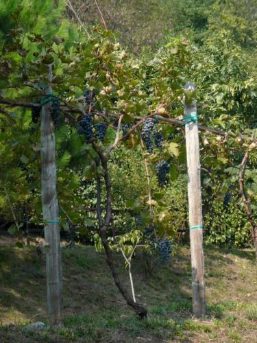 Bed & Breakfast Cascina Cologna