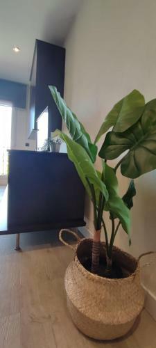Apartamento A&n Azalea Home