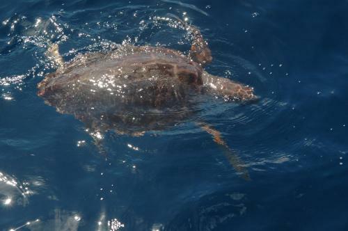 Excursion Ballenas Y Delfines Mojo Picon