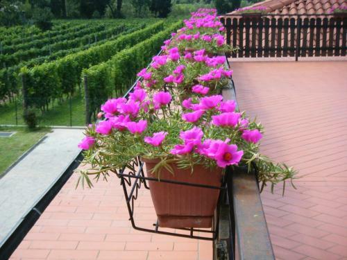 Bed & Breakfast Agriturismo Grillo Iole
