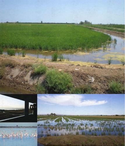 Apartamento Vistas Al Mar Eucaliptus, Delta Ebro