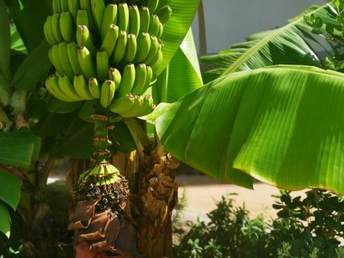 Brand New (2022) Apartment Surrounded By Tropical Gardens!