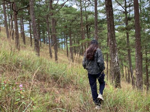 Romantic House On A Pine Hill Dalat