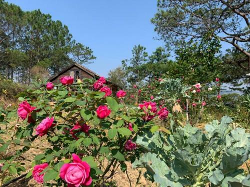 Romantic House On A Pine Hill Dalat