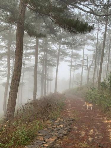 Romantic House On A Pine Hill Dalat