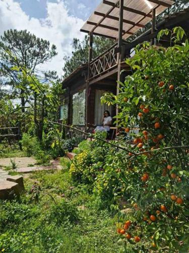 Romantic House On A Pine Hill Dalat