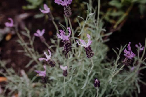 Bicheno Gardens