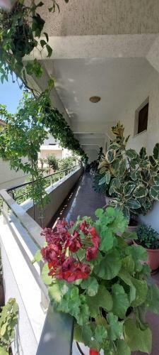 Hostal Villa Juvenilja
