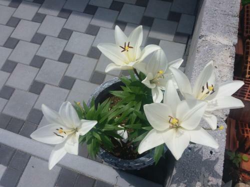 Flowers House