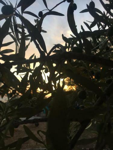 Olive Camping