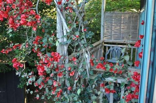 The Blue Penguin - Kuaotunu Holiday Home