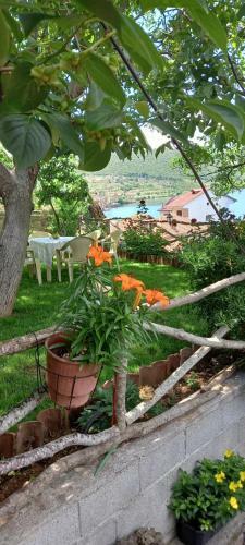 Family House Roleo