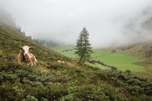 Almh�tte Oberkoflalm