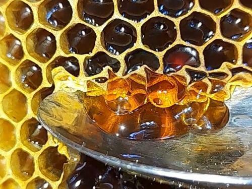 Honey-house ?kastrioti?