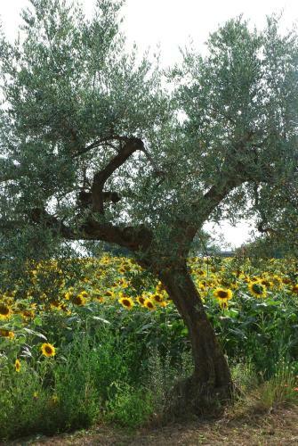 Agroturismo Masseria Le Due Colline