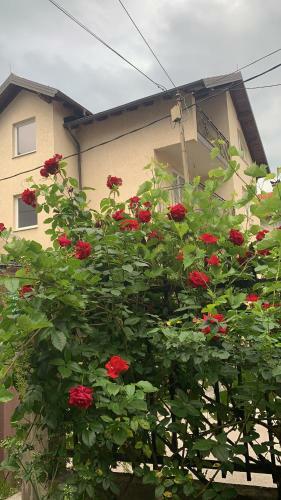 Apartamento Saray House