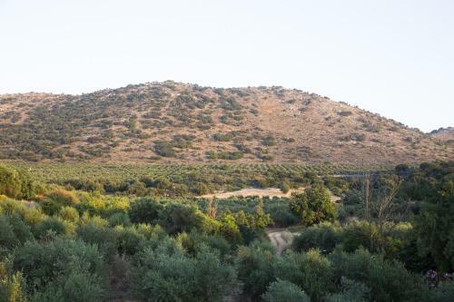 Lemon Tree Boutique Apartments