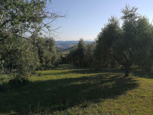 Gli Ulivi Del Conero