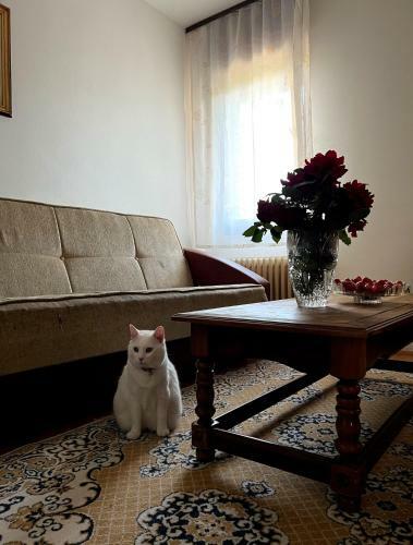 Apartamento Renta Stan Kola?in