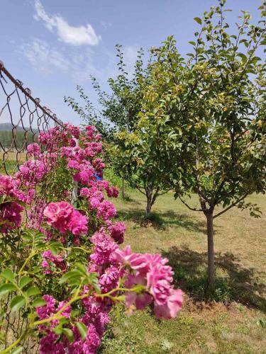 Pink Guest House