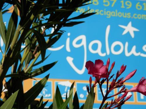 Les Cigalous