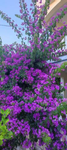 Apartamento Garden