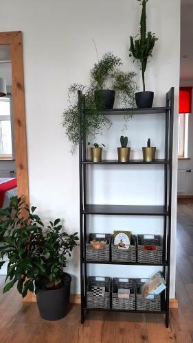 Pine Two Apartment