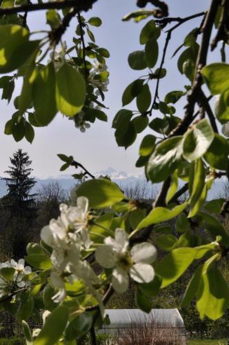 Bed & Breakfast The Village Rest - Brezje Gorenjska