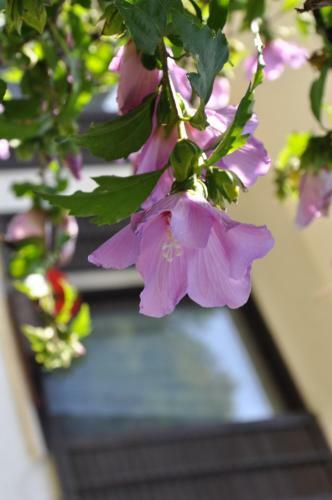 Bed & Breakfast The Village Rest - Brezje Gorenjska