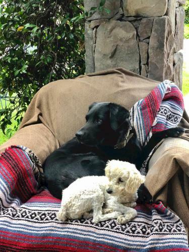 Vine Chateau Apartment