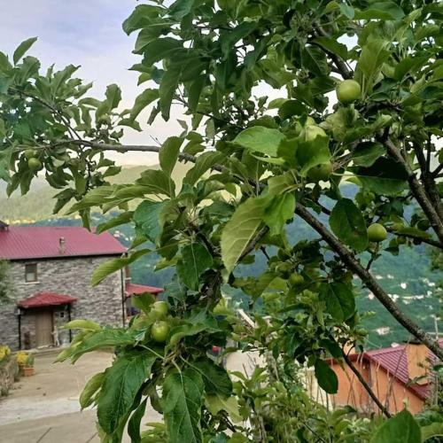 Bed & Breakfast Villa Pamuklu