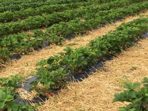 Bed & Breakfast La Ferme Du Bois Quesnoy