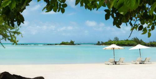 Calodyne Paradis