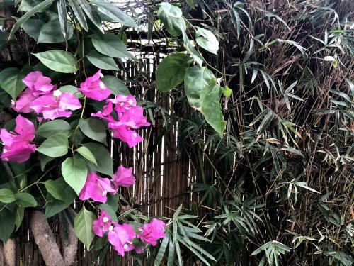 Apartamento Pamplemousse & Passion