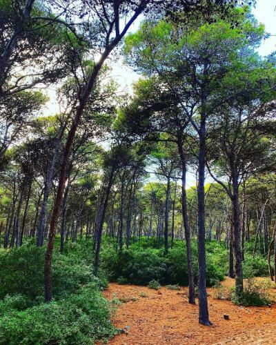 Dar Zina-bizerte