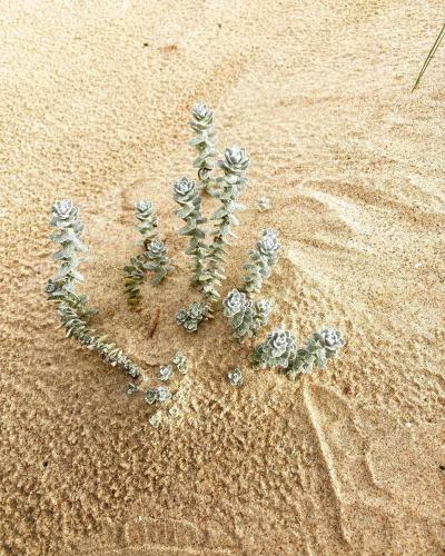 Dar Zina-bizerte