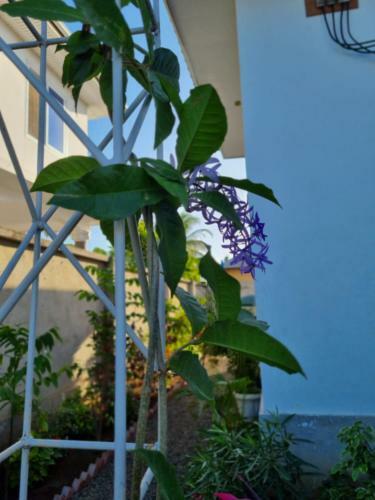 Villa Kigamboni Garden Rest House