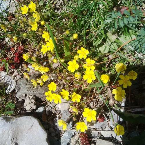 Bed & Breakfast Cadorna Chalet