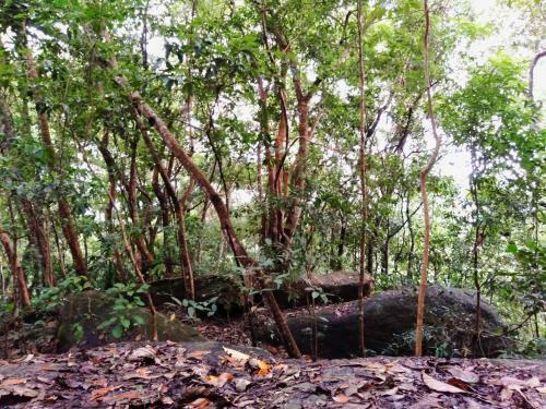 Mahagala Campsite