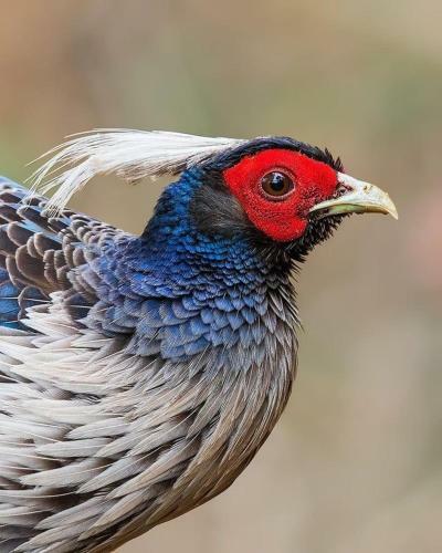 Birdside
